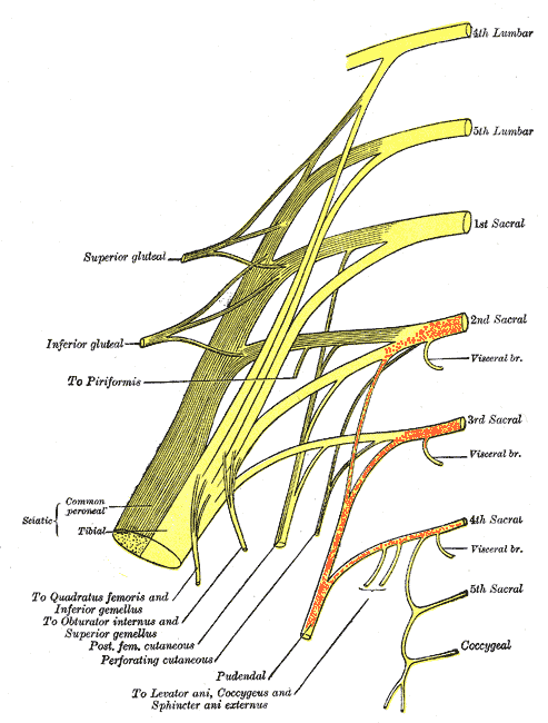 Sakral Plexus